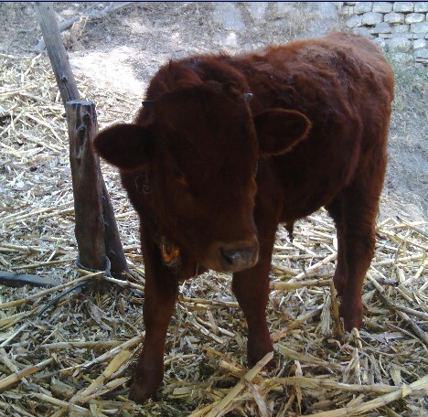 ����ţ��