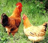 ɽ��������ɢ���񼦳���