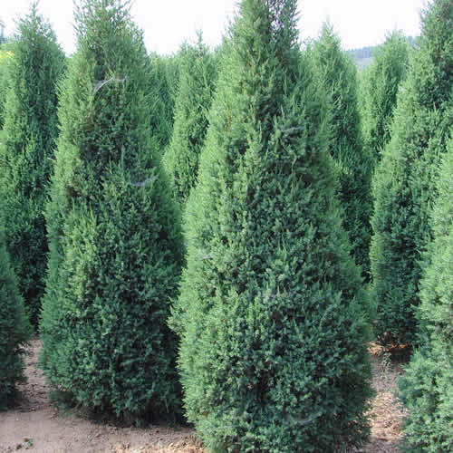 ���۰���������3-4�ף�