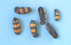 ������ҩ�ġ�������