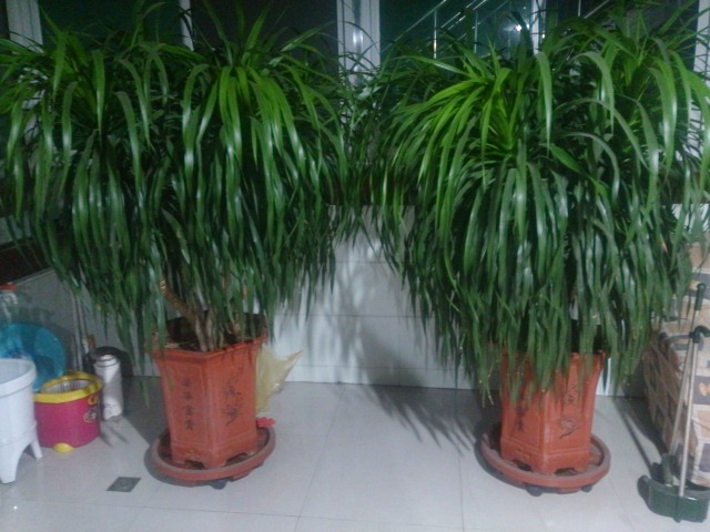 ������Ѫ������