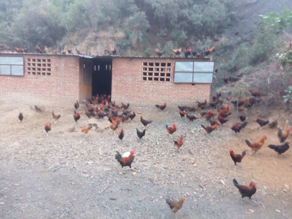  ����ɢ���񼦡��񼦵�