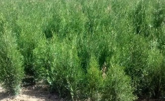 �����д��������磬���Żݳ���