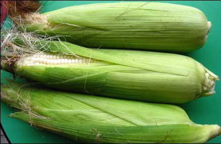 ���л������׳���