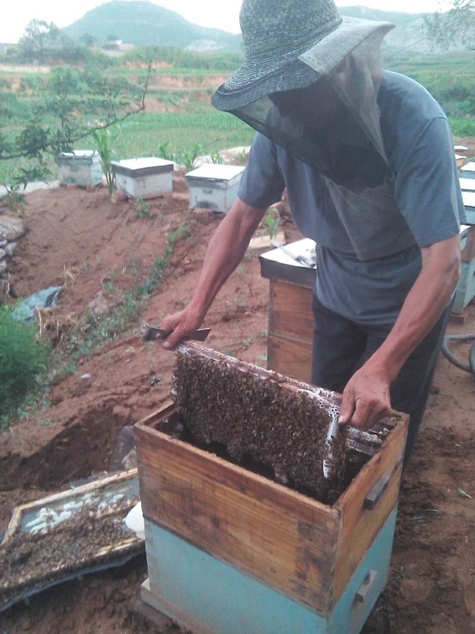 ���۴���Ȼ̫��ɽ����