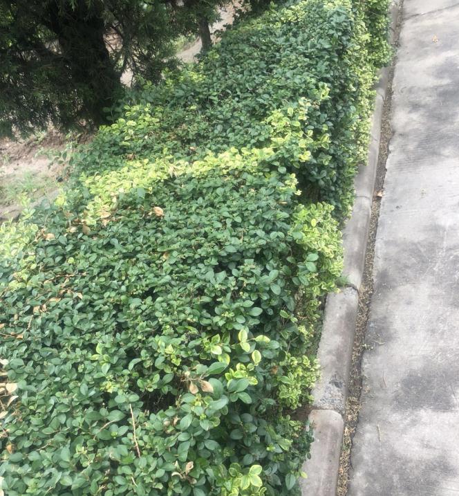 ��������СҶ������ӻ����أ�������