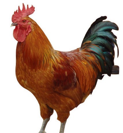 ����񼦵�����15Ԫ/��