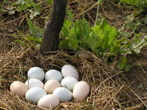 ������̬ɢ���񼦵�����15Ԫ/��