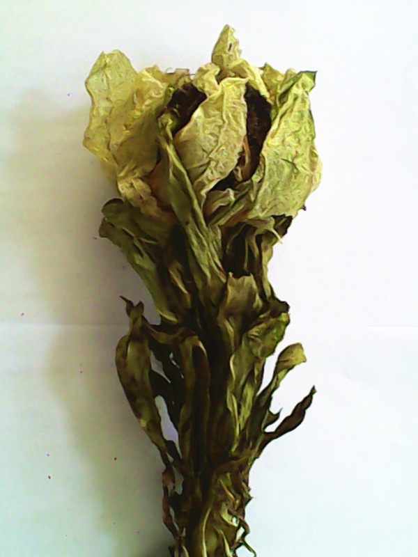  �½���ɽ  ԭ��ѩ����