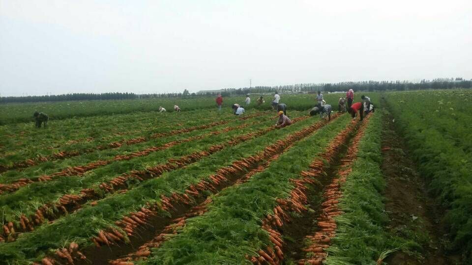 ��Ƹ���ܲ���Ա