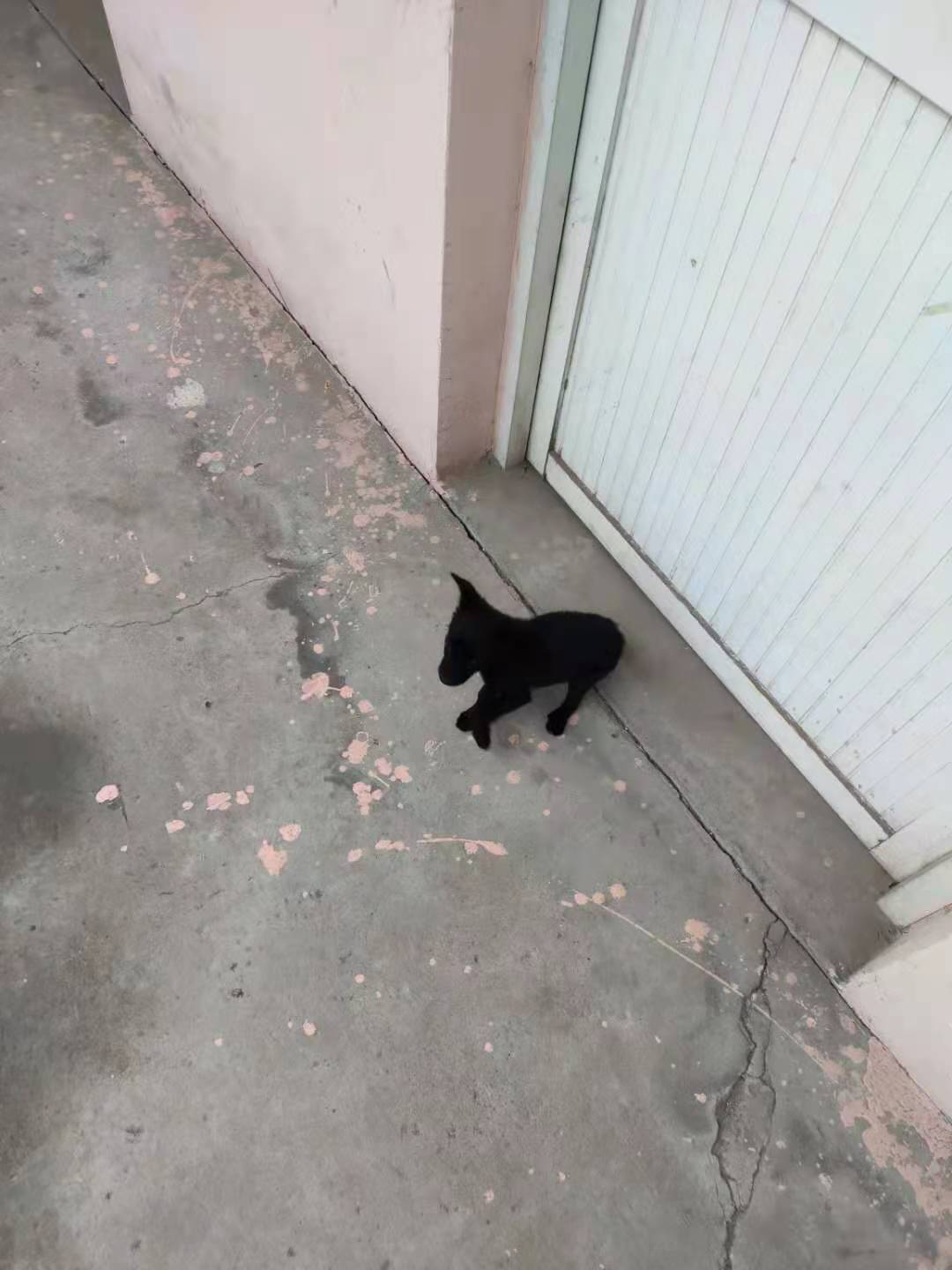 ��С���Ҹ���