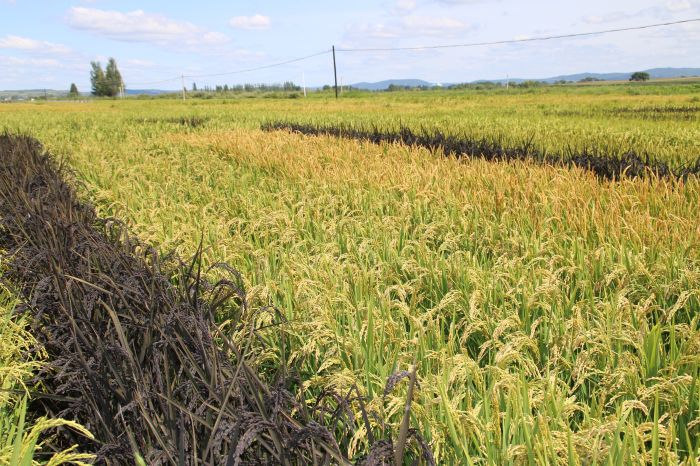 ������������ʯ����� �ó���ʵ��