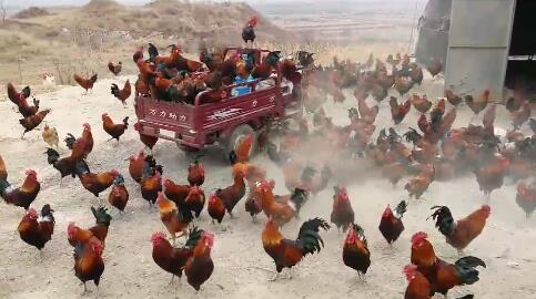 ���߱ڴ�ɽ��ɢ���񼦴���������